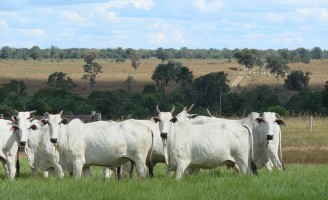 Criadores de Nelore promovem a maior festa da raça em dezembro