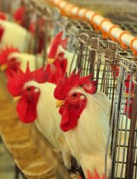Encontro sobre avicultura prepara as oportunidades para o ano que vem