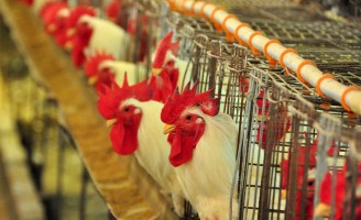 Encontro sobre avicultura prepara as oportunidades para o ano que vem
