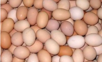 O jeito mais eficiente de produzir mais ovos coloniais