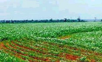 Otimismo para o setor de produção da soja brasileira