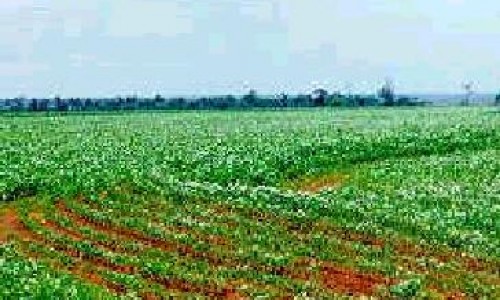 Otimismo para o setor de produção da soja brasileira