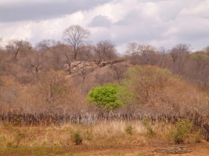semiarido_606x455