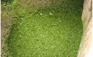A importância do silo para alimentar os animais em época de seca