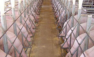 Boas Práticas na Produção de Suínos