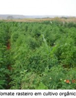 Como o produtor rural pode produzir tomate ecologicamente