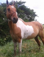 Feira Livre – Potro Paint Horse