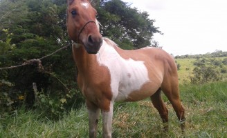 Feira Livre – Potro Paint Horse