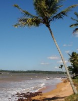 Óleo vegetal pode ser usado no controle de pragas do coqueiro