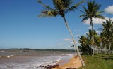 Óleo vegetal pode ser usado no controle de pragas do coqueiro