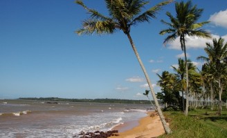 Óleo vegetal pode ser usado no controle de pragas do coqueiro