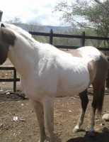 Brasil vai criar normas regulamentadas para importação de cavalos