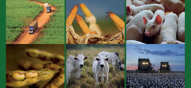 O mercado do Agronegócio brasileiro ganha o mundo