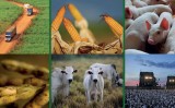 O mercado do Agronegócio brasileiro ganha o mundo