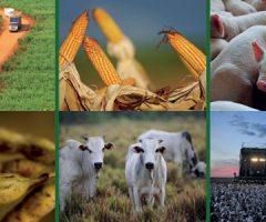 O mercado do Agronegócio brasileiro ganha o mundo