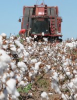 Autorizada a prorrogação de agrotóxico à base de brometo de metila