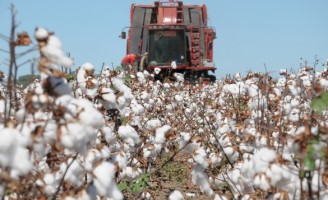 Autorizada a prorrogação de agrotóxico à base de brometo de metila