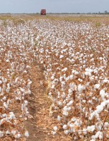Cresce a produção de algodão agroecológico no nordeste