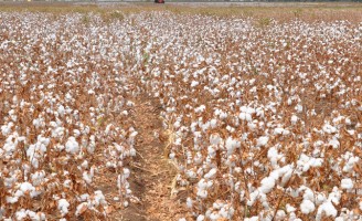 Cresce a produção de algodão agroecológico no nordeste