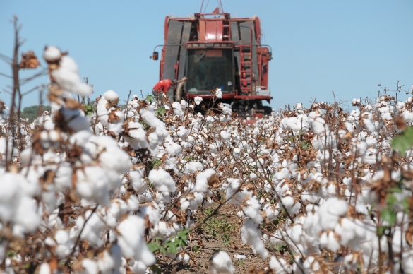 Autorizada a prorrogação de agrotóxico à base de brometo de metila