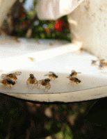 Uma armadilha simples pode combater a mosca-das-frutas