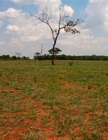 Pastagens do cerrado brasileiro estão comprometidas com a degradação