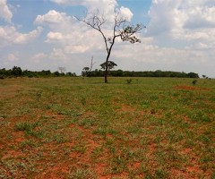 Pastagens do cerrado brasileiro estão comprometidas com a degradação