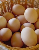 Pequenas propriedades podem ser boas produtoras de ovos