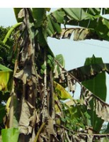 Uma praga da banana é extinta no Rio Grande do Norte