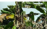 As plantações de banana no Rio Grande do Norte estão livres do moko da bananeira