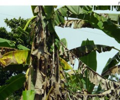 As plantações de banana no Rio Grande do Norte estão livres do moko da bananeira