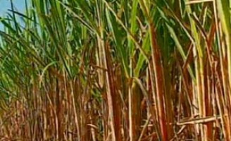 Produtores de cana se mobilizam para pedir investimentos em projetos estruturantes para o setor