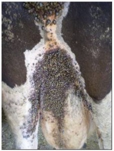 carrapato