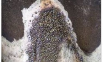 Tristeza parasitária bovina pode ser prevenida e tratada