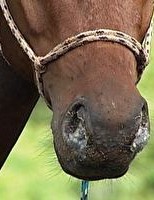 Instrução Normativa para controle do mormo equino tem consulta pública