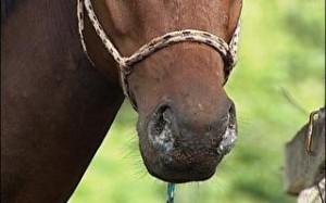 cavalo mormo