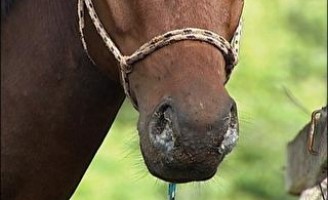 Instrução Normativa para controle do mormo equino tem consulta pública