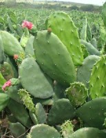 Enriquecer a palma forrageira com proteína garante melhor desempenho do rebanho