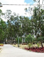 Município pernambucano cria jardineiras ecológicas para embelezar os parques
