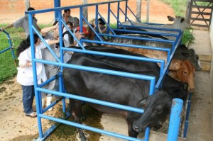 inseminação