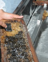 Incentivo à produção de mel no sertão pernambucano