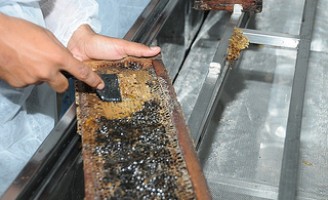 Incentivo à produção de mel no sertão pernambucano