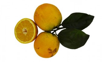 Uma variedade de laranja ajuda o produtor rural para um plantio saudável e produtivo
