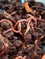 Produza adubo orgânico criando minhocas