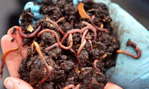 Produza adubo orgânico criando minhocas