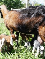 Como aumentar os partos no rebanho de cabras e ovelhas