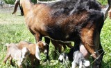 Como aumentar os partos no rebanho de cabras e ovelhas
