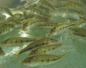 peixes-piscicultura-alevinos