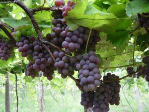 uvas