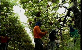 Intercâmbio entre a Serra Gaúcha e o Vale do São Francisco